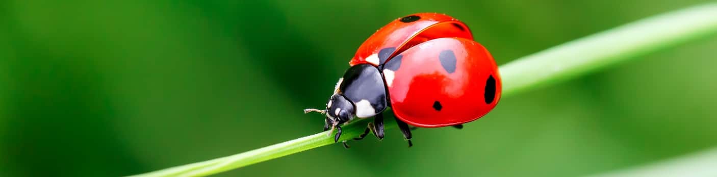 NOS SOLUTIONS DE BIOCONTRÔLE